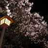 sakura light