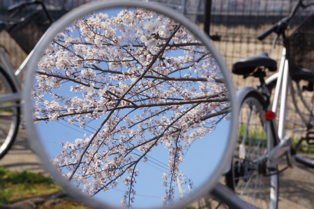 駐輪桜