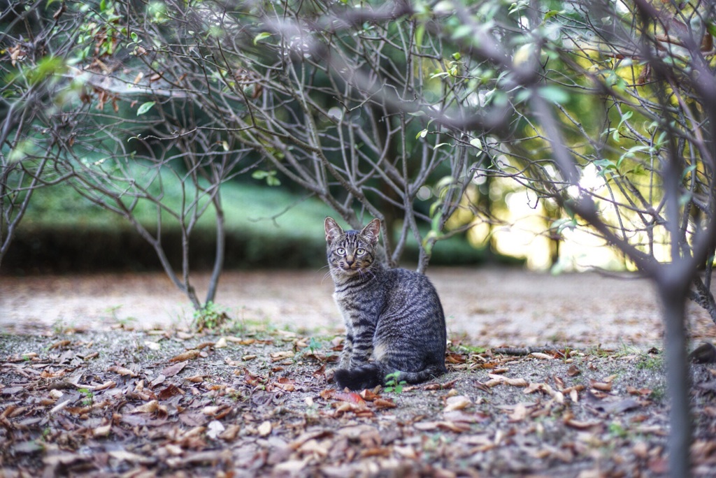 猫の静寂