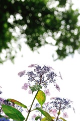 曇りのち花火