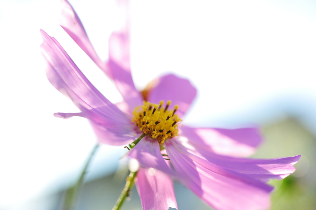 光咲く花びら