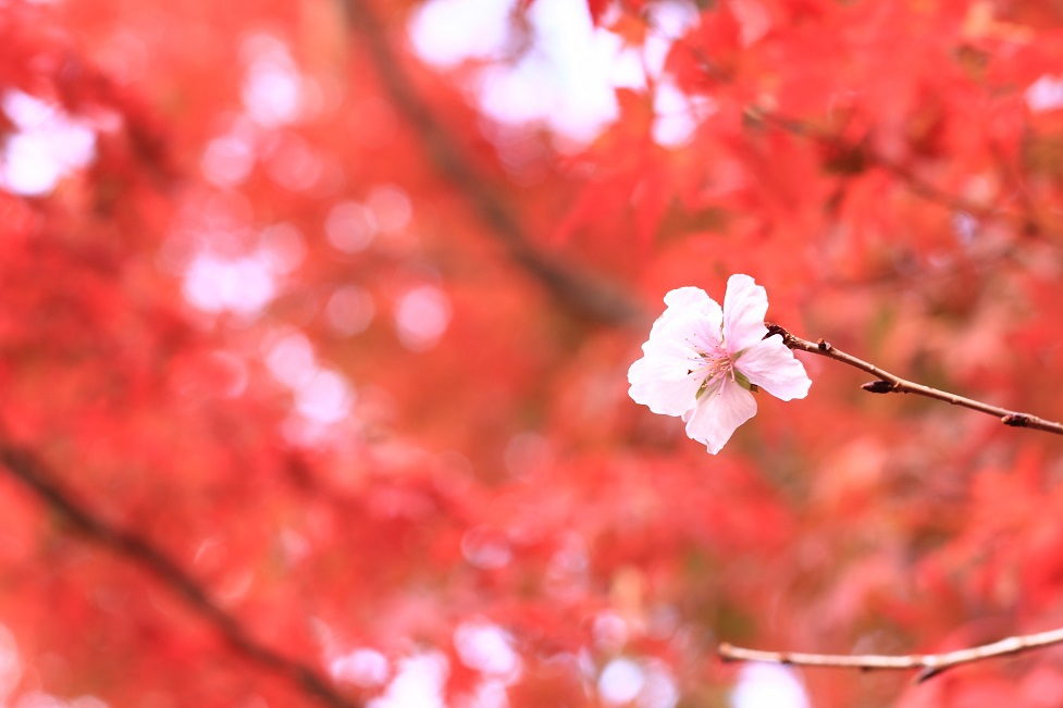 紅葉と桜