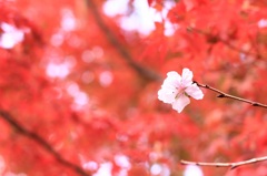 紅葉と桜