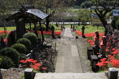 花の道