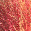 コキアの紅葉