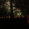 夜の森２