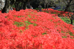 彼岸花