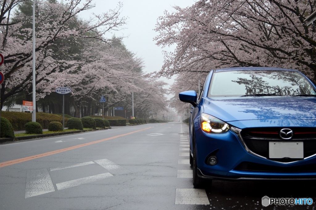 雨桜ドライブ