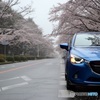 雨桜ドライブ