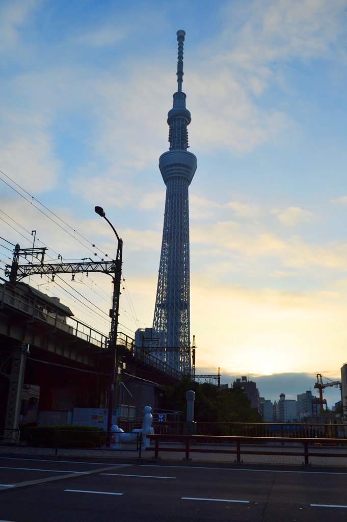 Morning Sky Tree 1