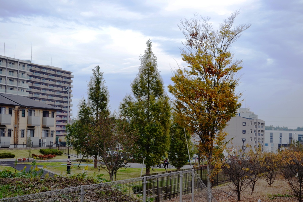 新興住宅地の秋