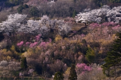 花見山　４