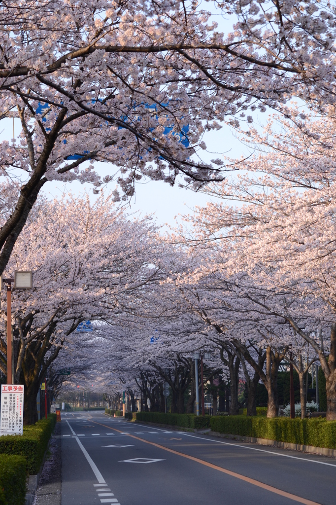 桜並木通り１