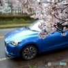 DEMIOと桜