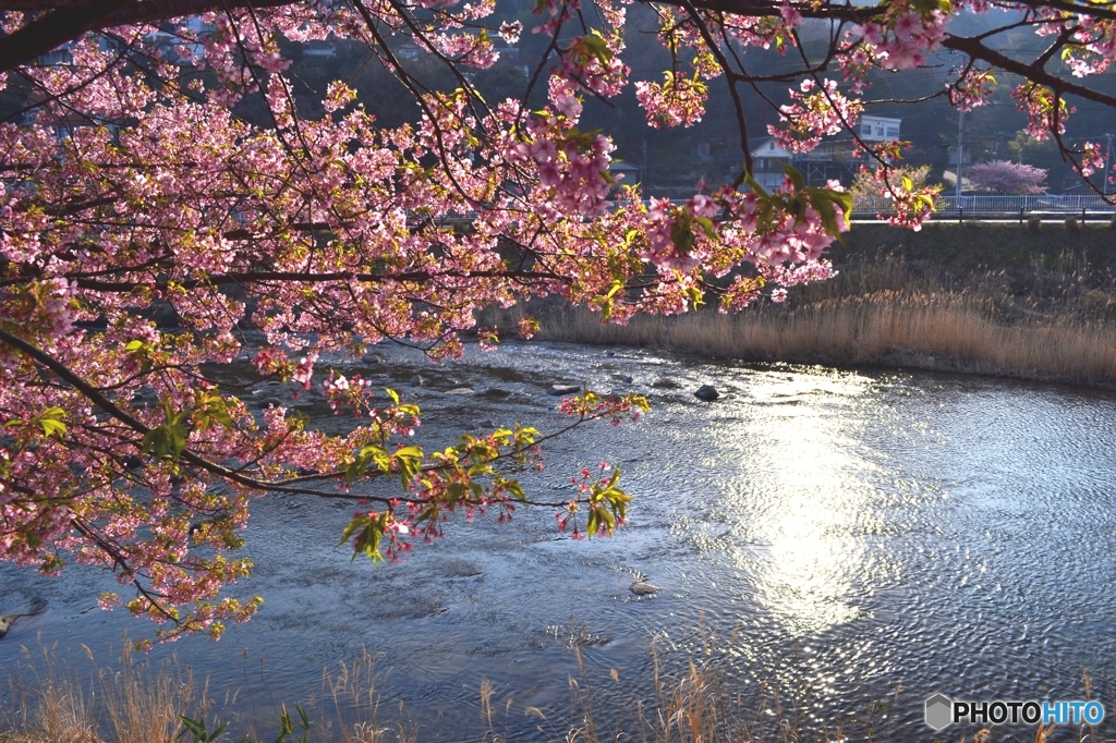 桜咲く