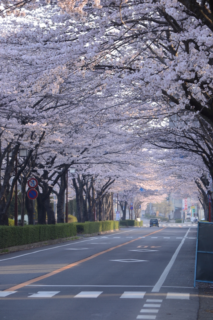 桜並木通り２