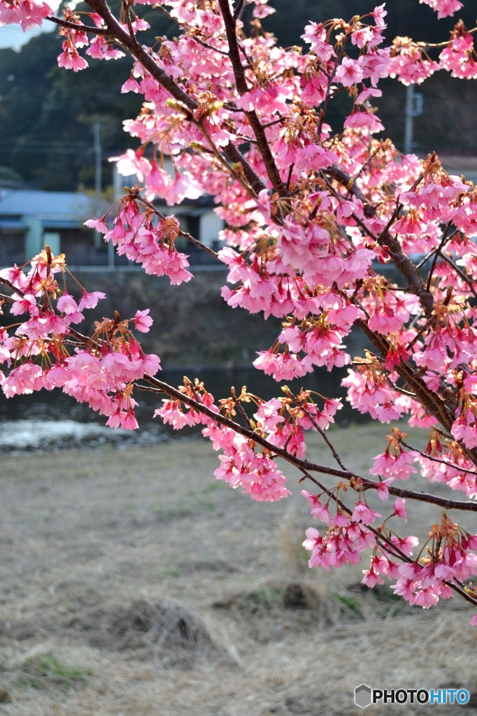 河津桜