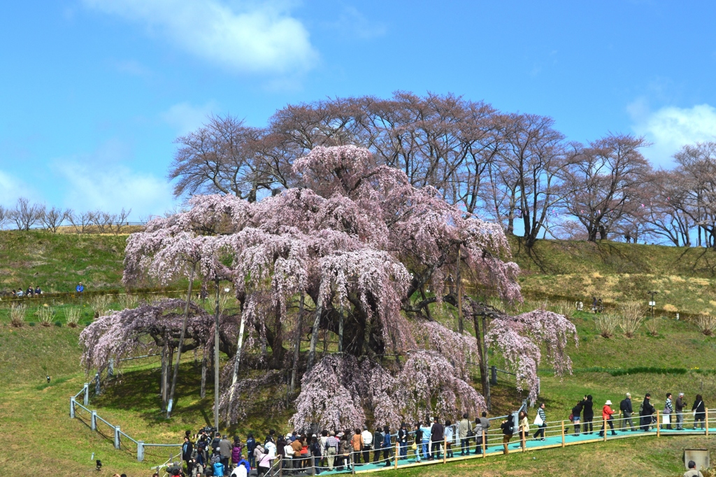 三春滝桜　２