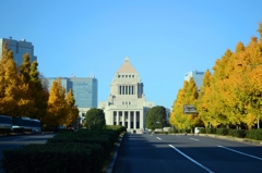 国会議事堂とイチョウ並木