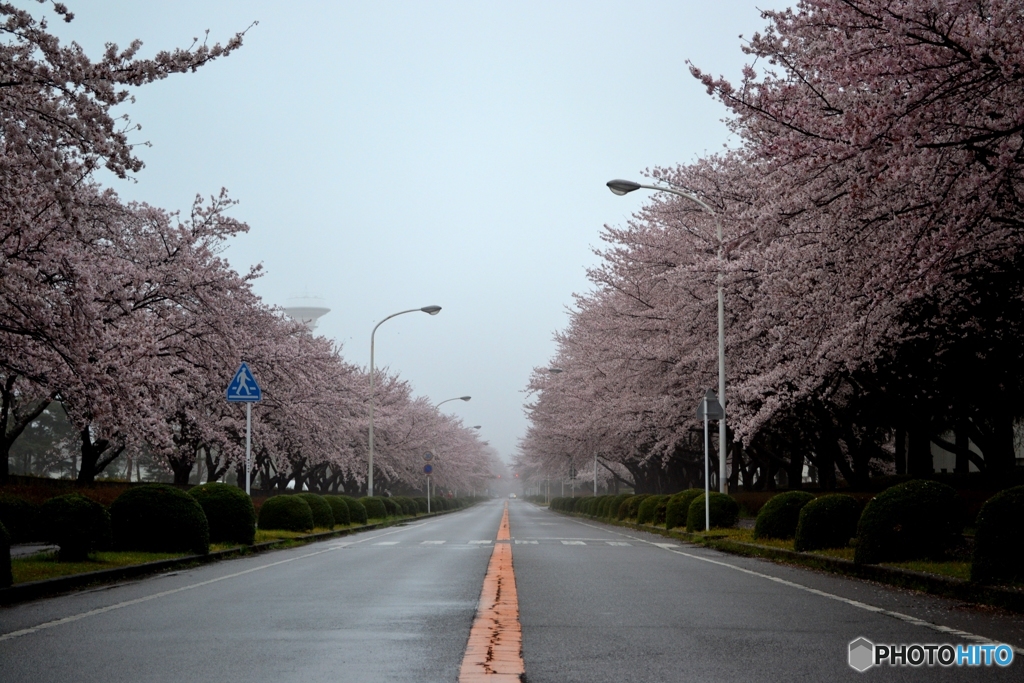 桜並木1000m