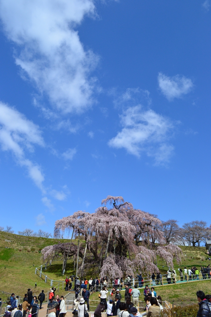 晴れ桜