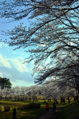 Tsukuba Banpaku Park no Sakura 1