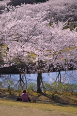 桜の見えるところで休憩