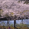 桜の見えるところで休憩
