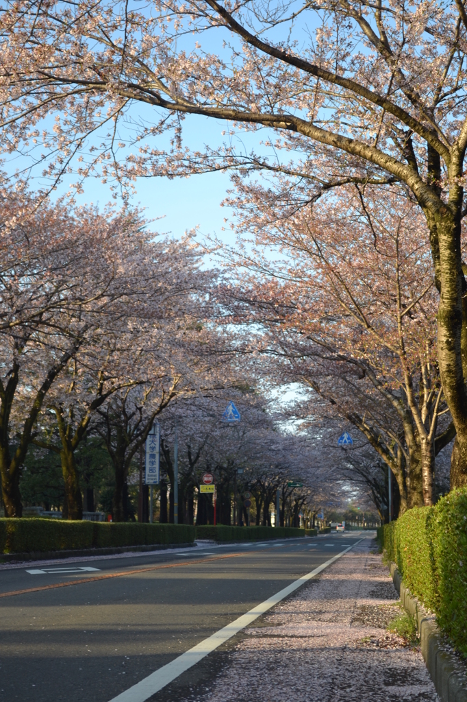 桜並木