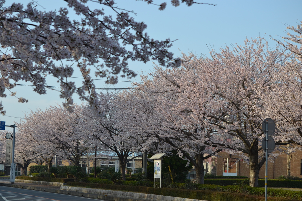 桜並木通り４