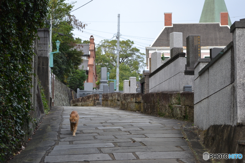 猫の通り道