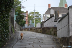 猫の通り道