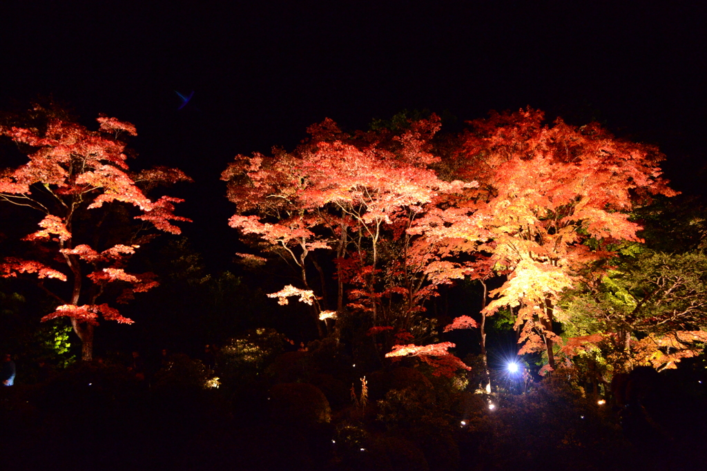 日光ライトアップ（輪王寺庭園）