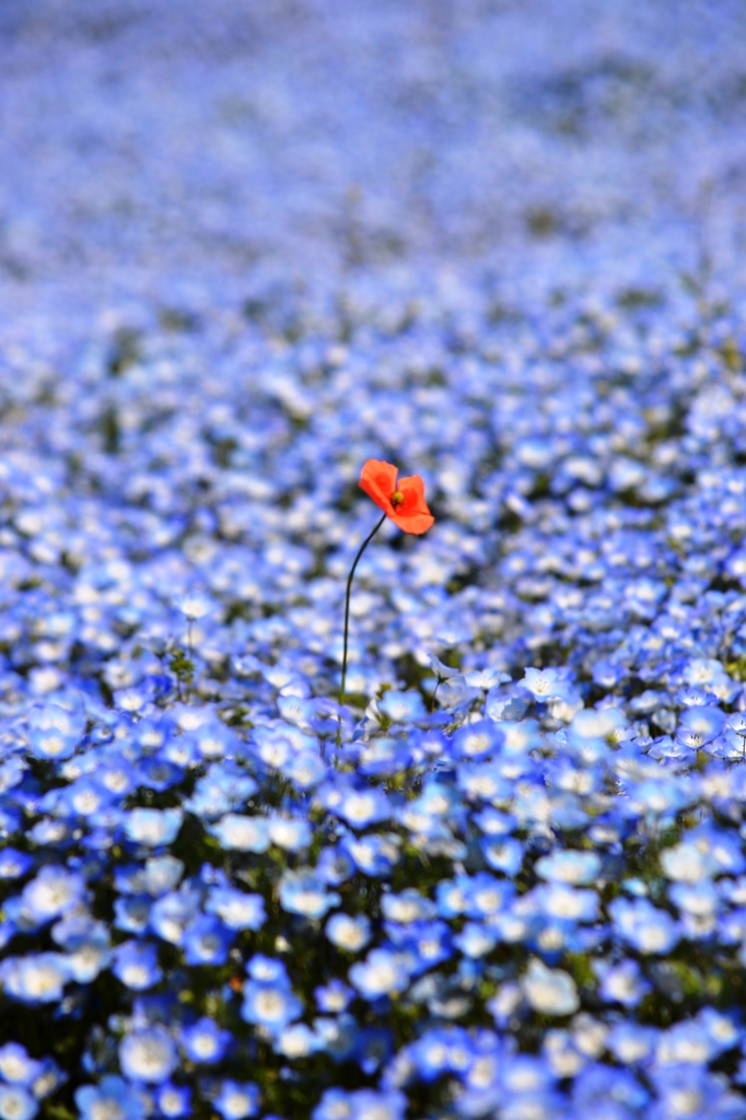 一つだけの花