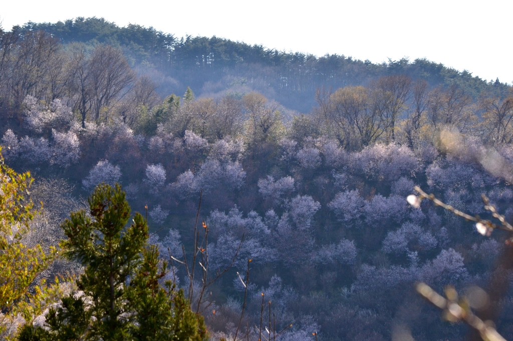 花見山　３