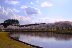 Tsukuba Banpaku Park no Sakura 2