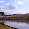 Tsukuba Banpaku Park no Sakura 2