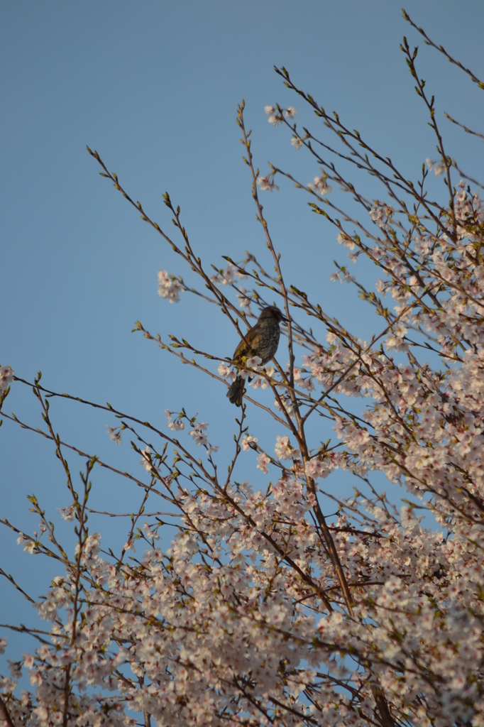 ウグイスと桜