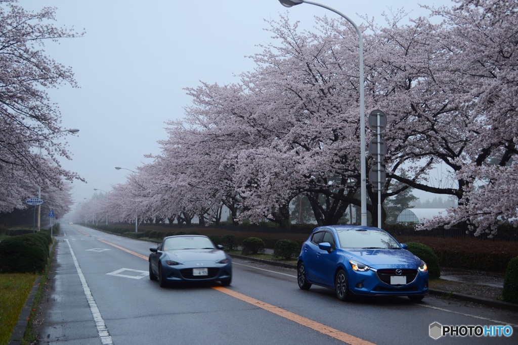 Road Ster と DEMIO と 桜