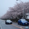 Road Ster と DEMIO と 桜