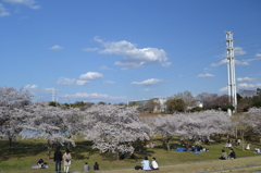Tsukuba Banpaku Park no Sakura 3