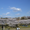 Tsukuba Banpaku Park no Sakura 3