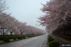 SAKURA, TSUKUBA