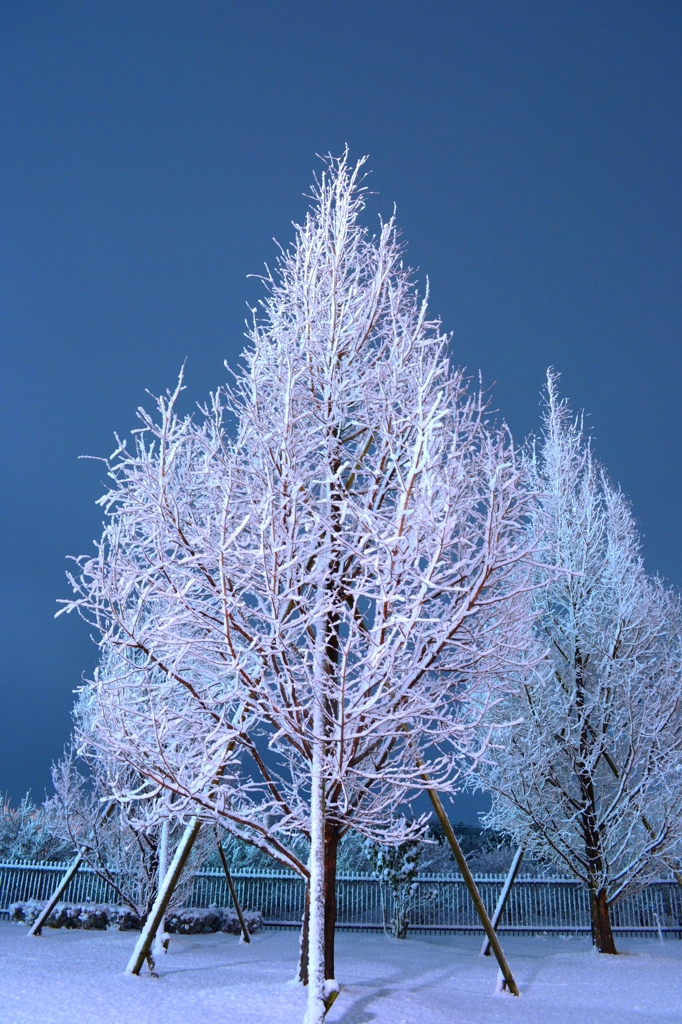 Snow Tree