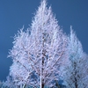 Snow Tree