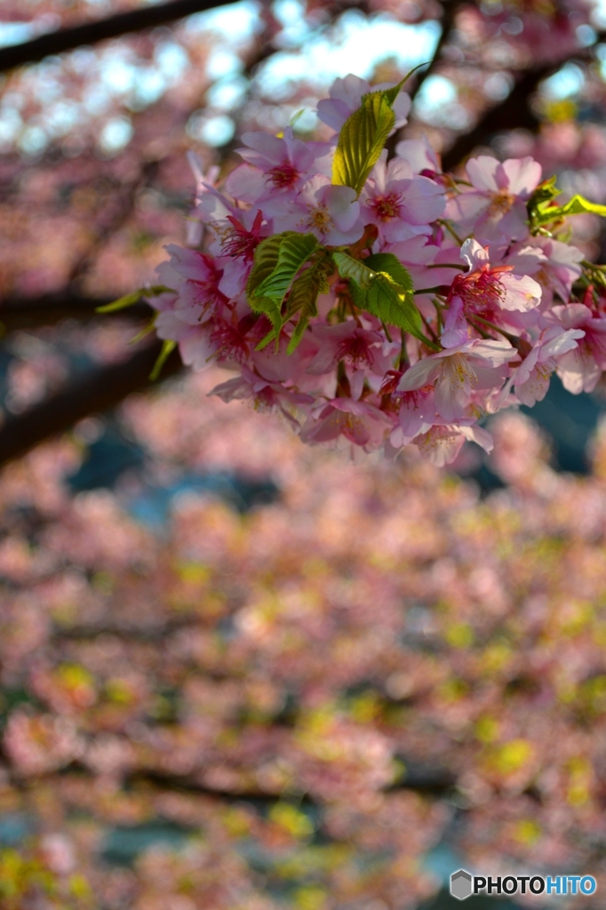 MANKAI　SAKURA