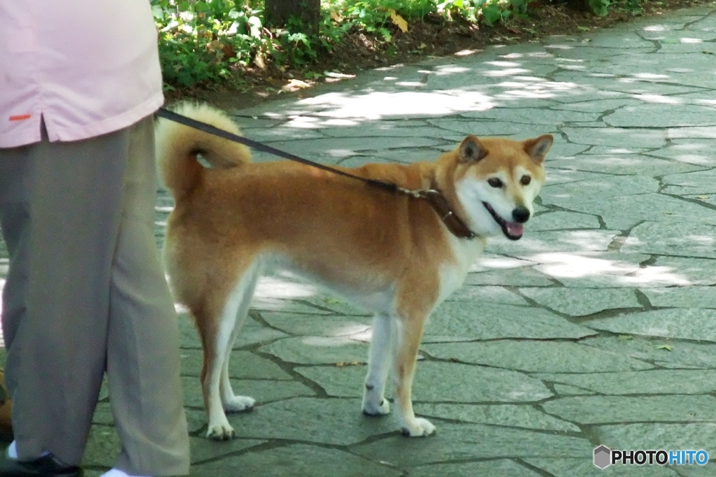 。しば。(*´ω｀*)
