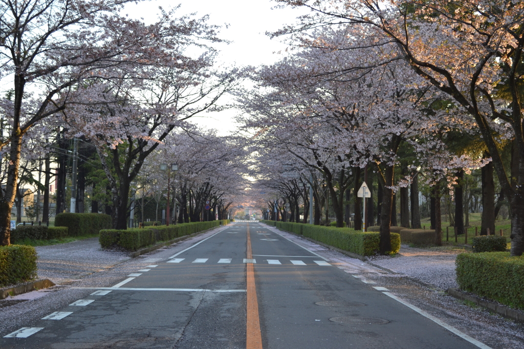 桜のトンネル