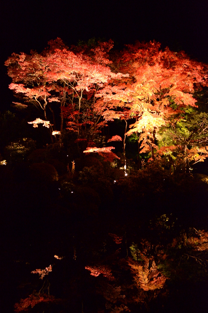 水面に写るもみじライトアップ