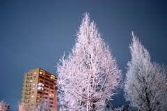 Snow Tree 2